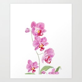 Orchid 3 Art Print