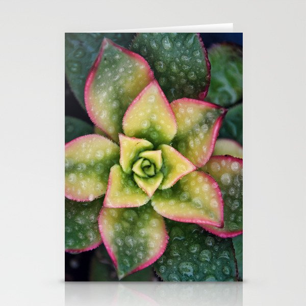 Succulents 8 Stationery Cards