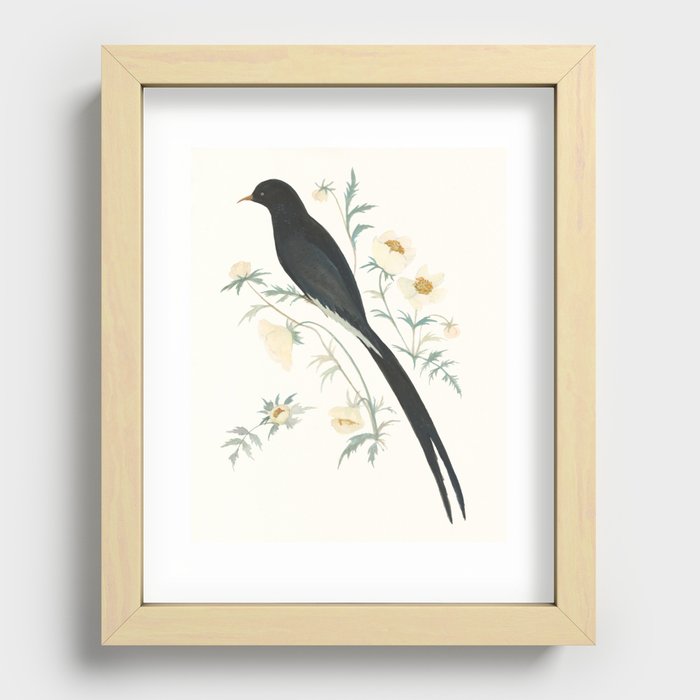 Black Winged Bird of Paradise Recessed Framed Print