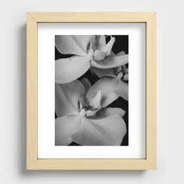 orchids Recessed Framed Print
