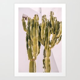 Cactus Photo | Boho Minimalism on White Background | Modern Photography Art Print