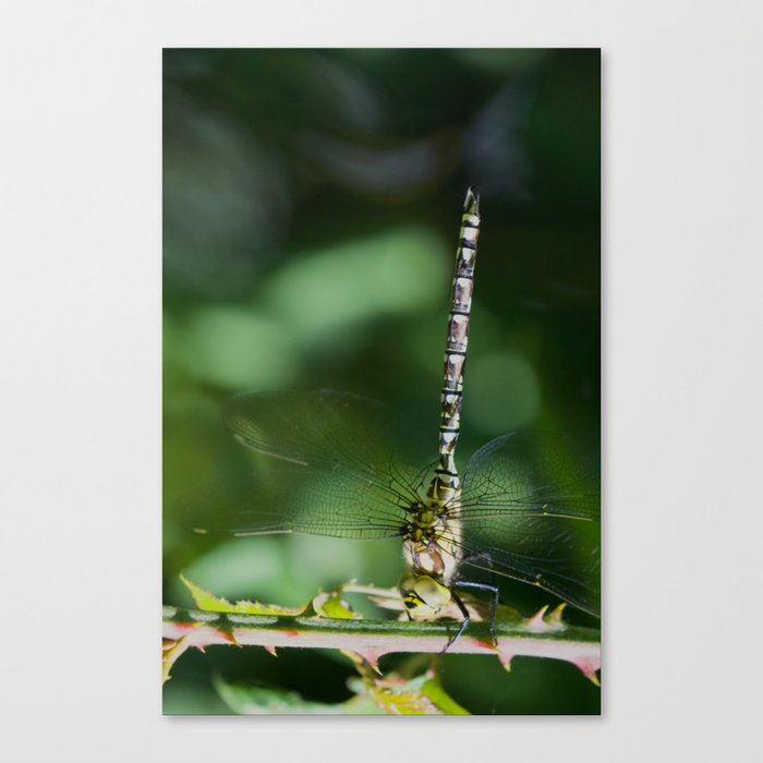 Dragonfly handstand Canvas Print