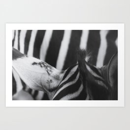 Zebra - Horse Photography Art Print