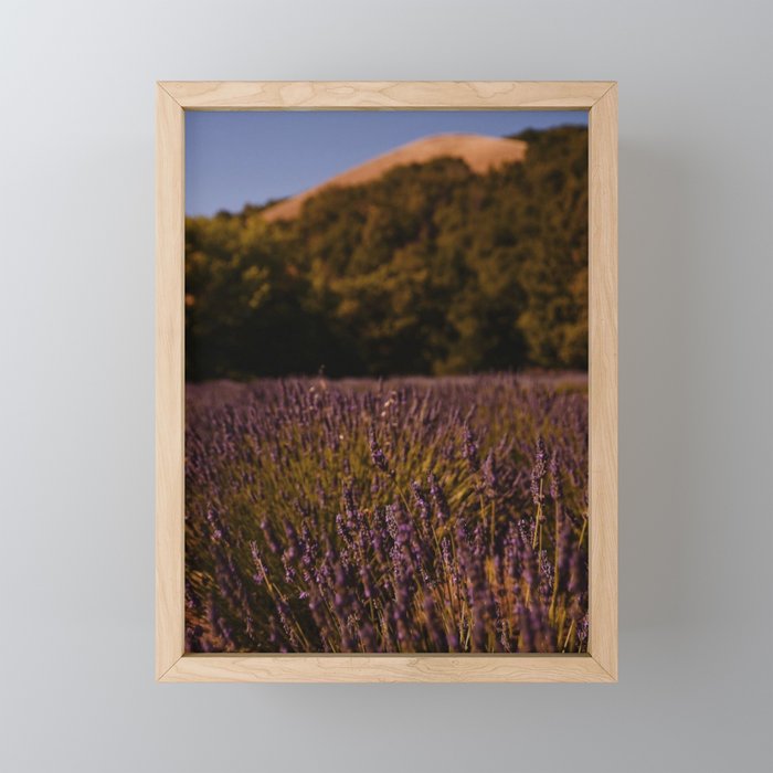 Lavender Fields III Framed Mini Art Print