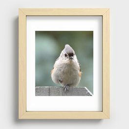 Tufted Titmouse I Recessed Framed Print