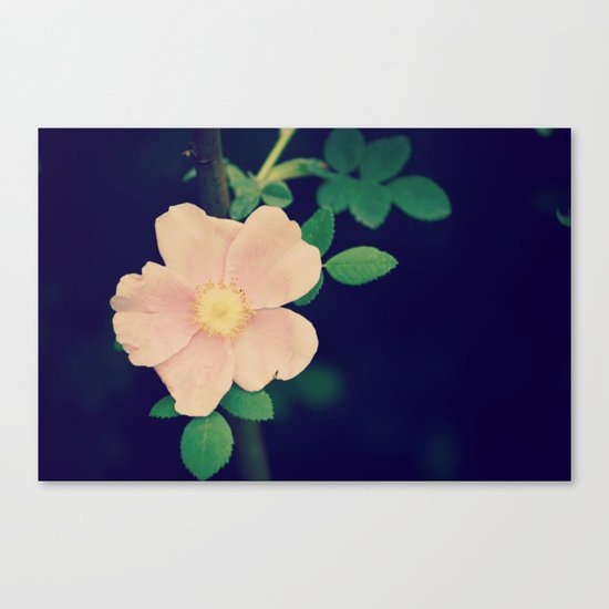 Perfectly Pretty Canvas Print