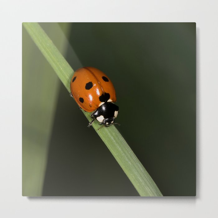 seven-spotted ladybug Metal Print