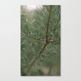 pine tree composition no.1 Canvas Print