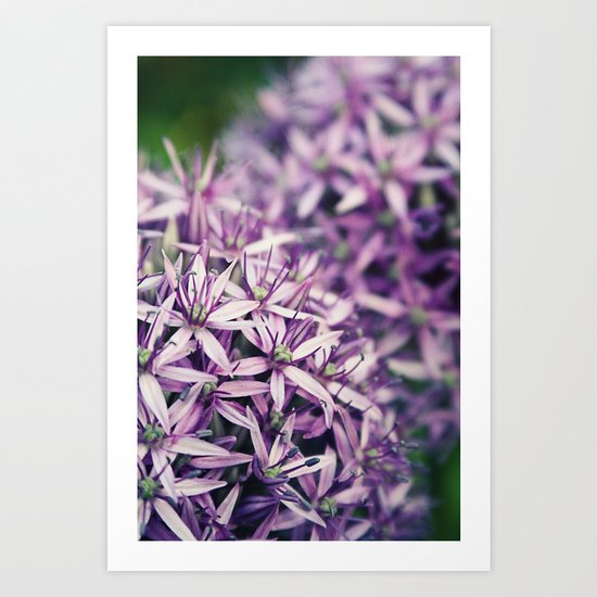 Vintage Purple Poppies Art Print