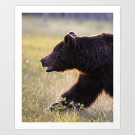 Brown bear in backlight Art Print