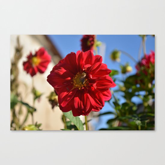 Summer flower Canvas Print