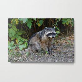 Diurnal Raccoon Poses on the Gravel Metal Print