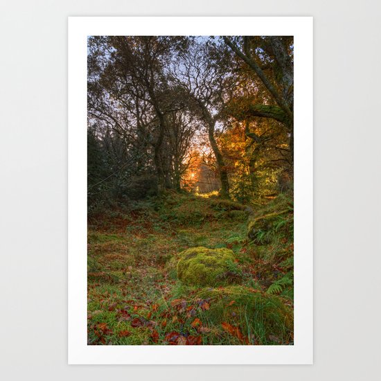 Sunlight wood Art Print