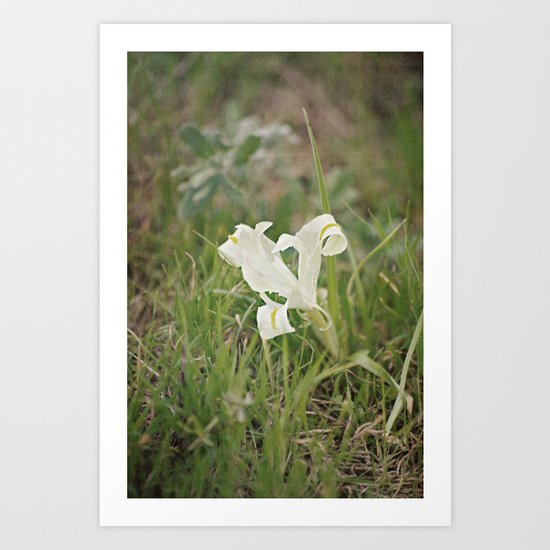 Wild Iris Art Print