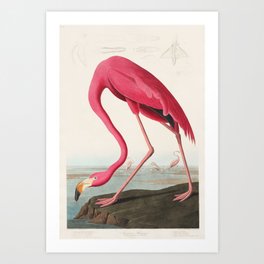 Flamingo by John James Audubon Art Print