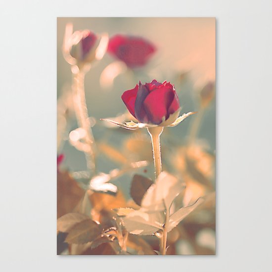 Romantic rose(4) Canvas Print