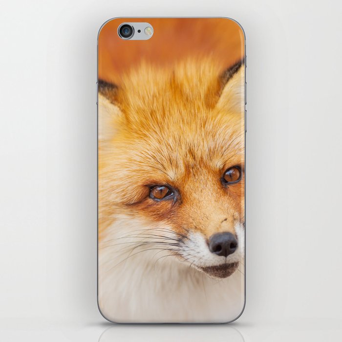 Japanese red fox resting, sleeping and playing in the white snow forest background in Japan iPhone Skin