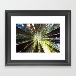 Humboldt California Redwood Trees Framed Art Print