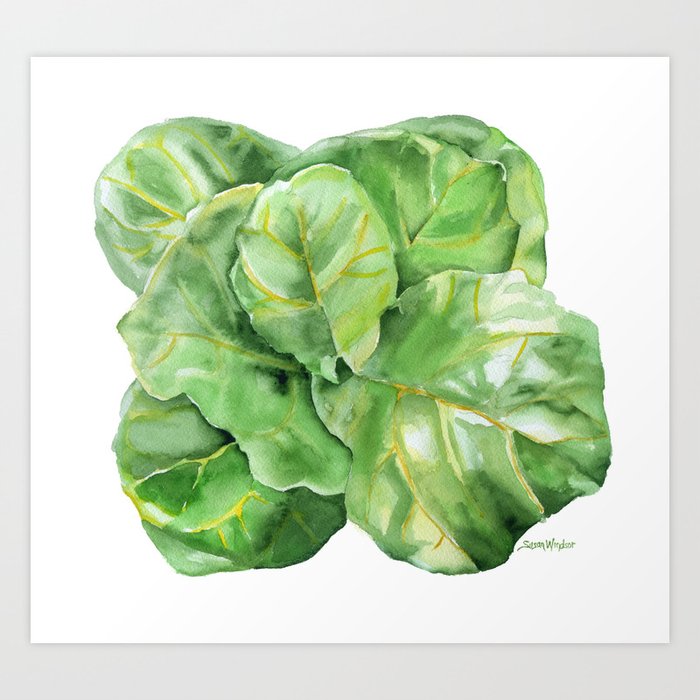 Fiddle Leaf Fig Watercolor Art Print By Susanwindsor Society6