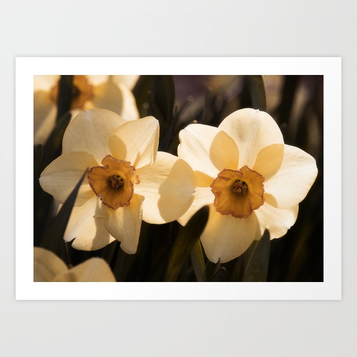 Daffodils VIII Art Print