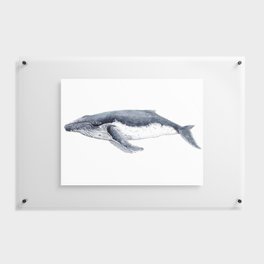 Humpback whale (Megaptera novaeangliae) Floating Acrylic Print