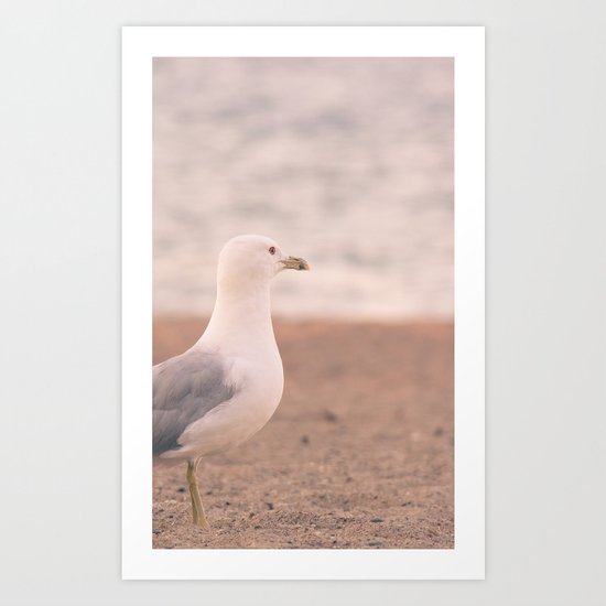 Seagull Art Print