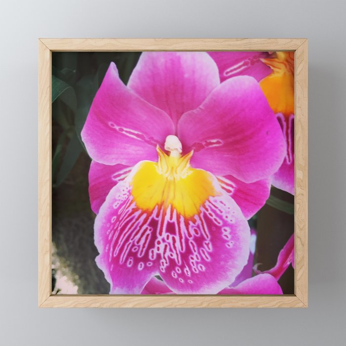 Pansy Orchid Framed Mini Art Print
