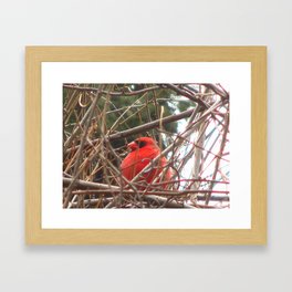 Chilly Cardinal 2 Framed Art Print