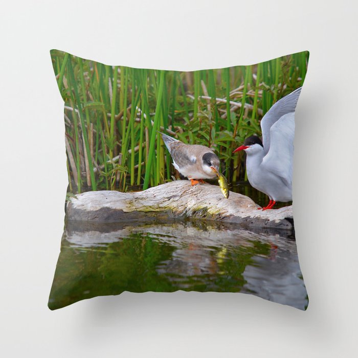Baby Arctic Tern Feeding - Alaska Throw Pillow