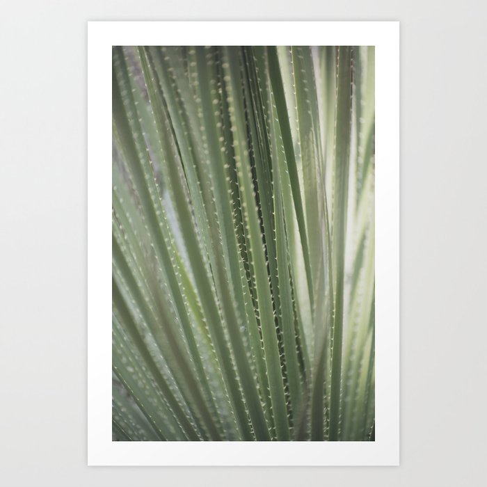 Botanical mexican desert yucca leaves art print - summer green nature and travel photography Art Print