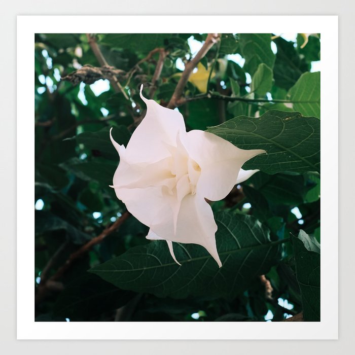 Nature Close Up Macro Tropical White Green Flower Art Print