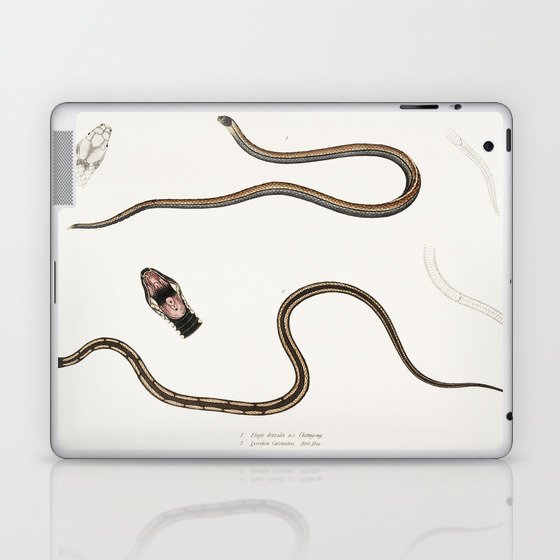 Lined backed Elaps & Chain Spotted Lycodon Laptop & iPad Skin