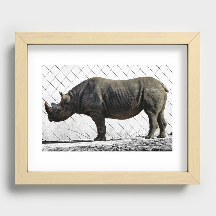 Black Rhinoceros Recessed Framed Print