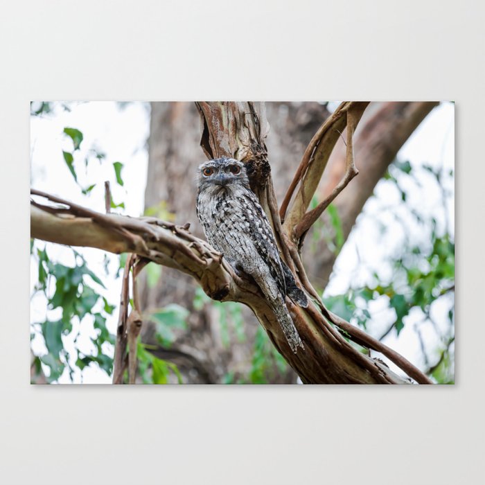 Inquisitive tawny frogmouth watching from a tree Canvas Print