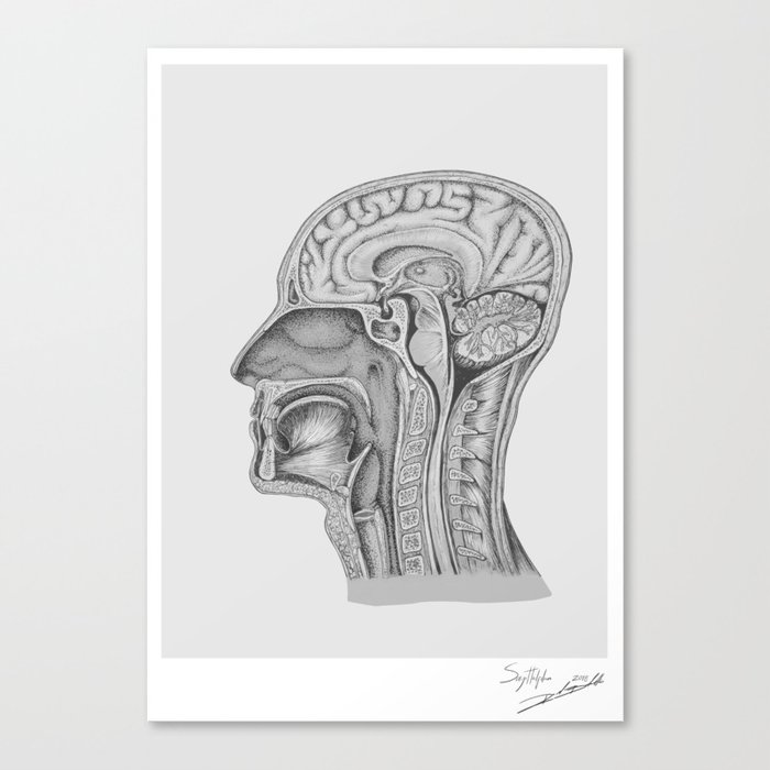 Human Head Anatomy - Sagittal plane - Medical Illustration Canvas Print