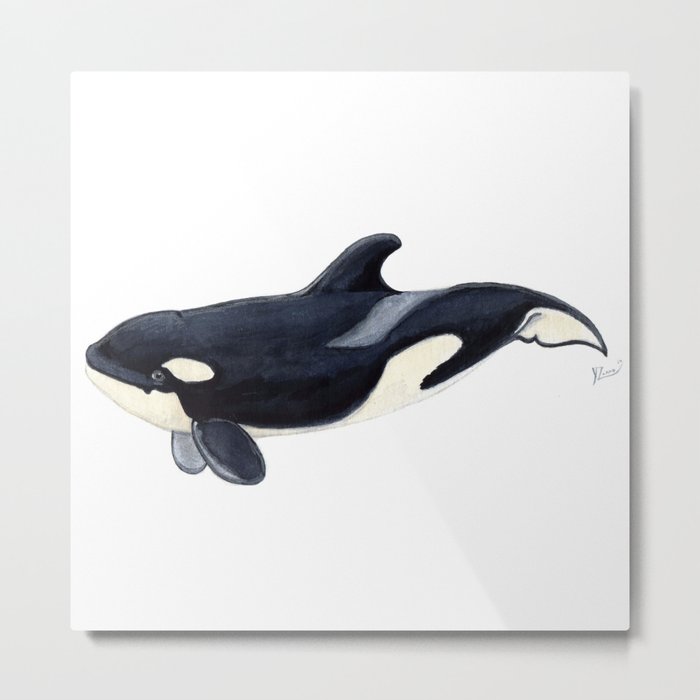 Baby orca Metal Print