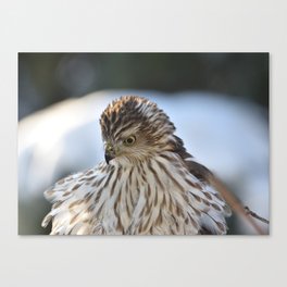 Red Shouldered Hawk on Winter Day Canvas Print