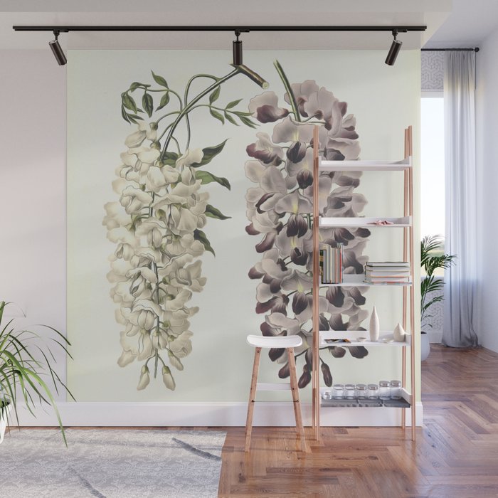 Wisteria Sinensis Botanical Art Isolated On White Wall Mural