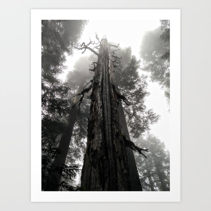 This Thing is a spooky tree Art Print