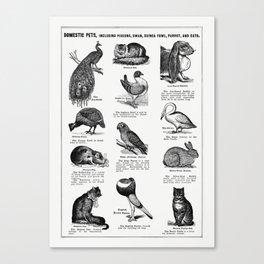 Bird Breeds Canvas Print