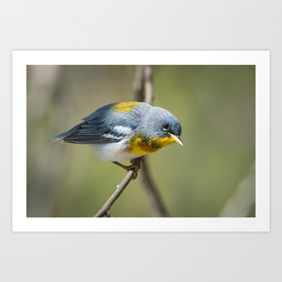 Northern Parula Art Print
