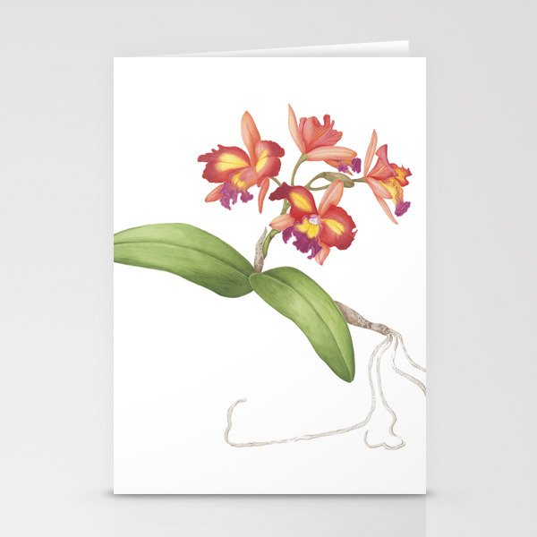 Red Orange Orchid Stationery Cards
