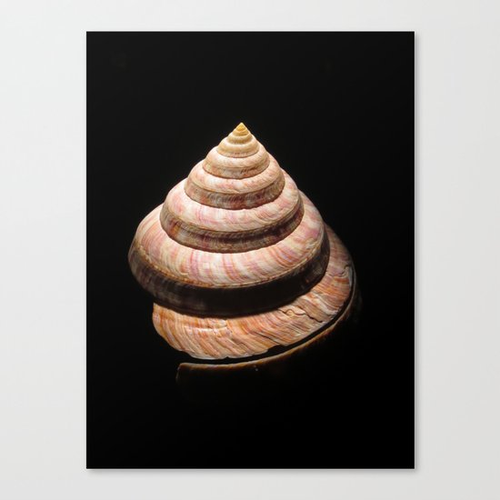 Shell 1 Canvas Print