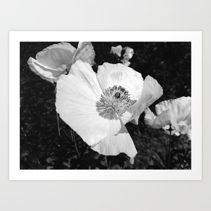 White Poppies in Black and White Art Print