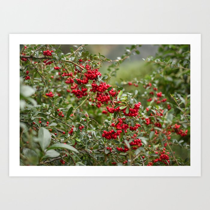 Wild Red Berries in the Park Art Print