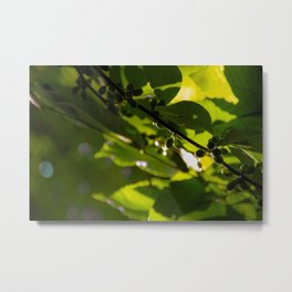 Dew-Covered Leaves in the Morning Sun Metal Print | Nature, Sunshine, Sunlight, Lightgreen, Photo, Green, Digital, Leaved, Forest, Dew 