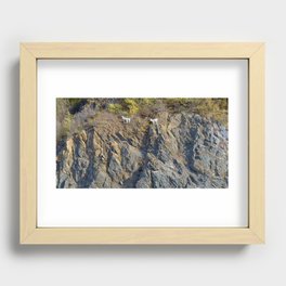Wild sheep on a cliff in Alaska Recessed Framed Print