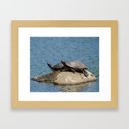 Sunshine Rock with Turtles Animal / Wildlife Photograph Framed Art Print