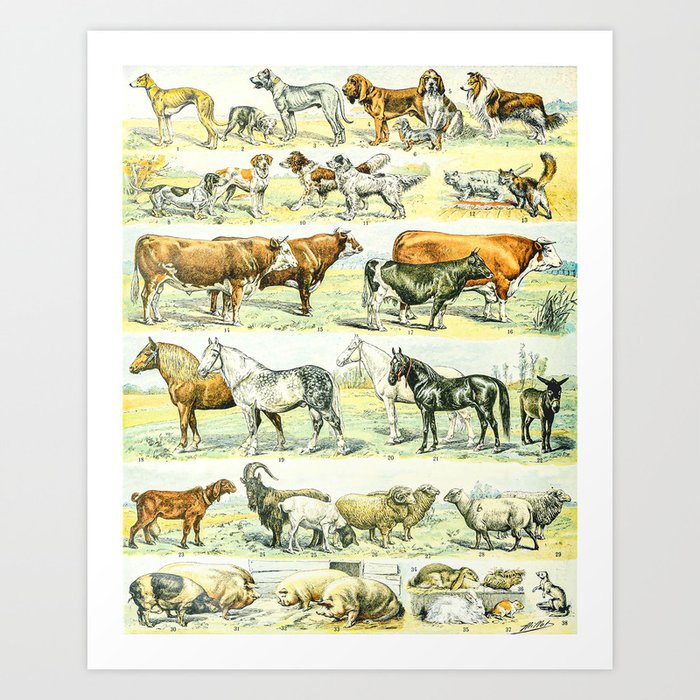 Dog and Horse Vintage Illustration Drawing by Adolphe Millot of Farm Dogs Horses Cow Goat Sheep Art Print
