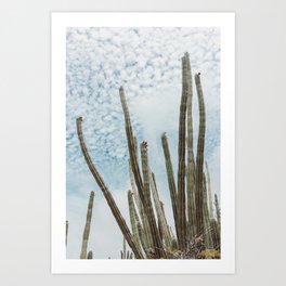 Cactus Sky | desert nature travel photography green aruba Art Print